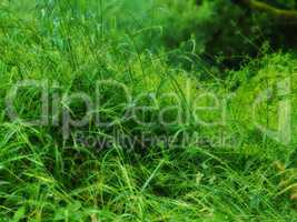 Closeup of long green grass with lush sedge growing in a garden or a swamp in summer. A mass of tall leafy weeds in a forest. An overgrown lawn in a backyard for a fresh, moist vegetative environment