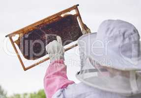 Honey is the sweet reward for a job well done. Shot of a woman working with a hive frame on a farm.