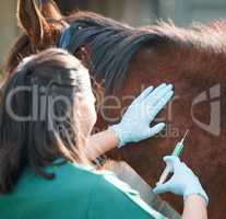This will only take a second. Shot of an unrecognisable veterinarian standing alone and giving an injection to a horse on a farm.