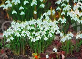 Beautiful bright white Galanthus Nivalis flower grown in a garden with healthy soil or land. Vibrant plants outdoors in a backyard or in nature on a spring day. Botanical flora growing in a forest