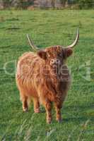 Highland cow startled while eating in the daytime. Longhorn cattle looks up while grazing in a large open meadow. Brown furry bull with large horns stands in a field of green grass.