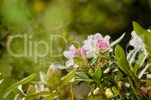 Rhododendron is a genus of 1,024 species of woody plants in the heath family, either evergreen or deciduous, and found mainly in Asia, although it is also widespread throughout the Southern Highlands of the Appalachian Mountains of North America.