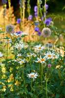 Closeup of fresh Daisies and Great globe thistle in a garden. A bunch of white and purple flowers on a field, adding to the beauty in nature and peaceful ambience of outdoors, blooms in zen backyard