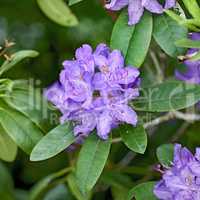Rhododendron is a genus of 1,024 species of woody plants in the heath family, either evergreen or deciduous, and found mainly in Asia, although it is also widespread throughout the Southern Highlands of the Appalachian Mountains of North America.
