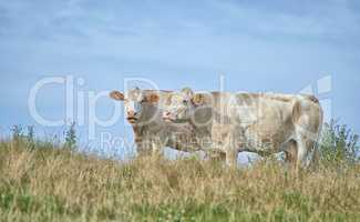 Grass fed Jersey cows on farm pasture, grazing and raised for dairy, meat or beef industry. Full length of two hairy cattle animals standing together on remote farmland lawn or agriculture estate