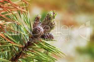 Closeup of pine cones hanging on a fir tree branch with a bokeh background in the countryside of Denmark. Green needles on a coniferous cedar plant or shrub in remote nature reserve, forest or woods