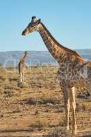 Giraffes in the safari outdoors in the wild on a hot summer day. Wildlife conservation national park with wild animals walking on dry desert sand in Africa. A long neck mammal in the savannah region