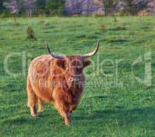 Brown woolly bull with large horns or antlers standing in a field of green grass. Highland cow grazing on a sustainable and organic farm during summer. Longhorn cattle standing on a dairy farm