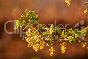 Macro shot of blooming yellow-green flowers of Redcurrants and small blooming berries on a branch. A portrait picture of a yellow flower with small berries on its branch and stem leaves.