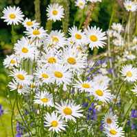 Daisy flowers growing in a green meadow from above. Top view of marguerite perennial flowering plants on a field in spring. Beautiful white flowers blooming in backyard garden. Pretty flora in nature