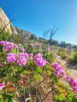 Pink wild flowers beside a hiking trail on a sunny day in Cape Town in summer. Bright malva blossoms growing on Table Mountain walking path in South Africa. Indigenous nature in a national park.