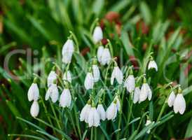 Galanthus nivalis was described by the Swedish botanist Carl Linnaeus in his Species Plantarum in 1753, and given the specific epithet nivalis, meaning snowy (Galanthus means with milk-white flowers). Snowdrops and their bulbs are poisonous to humans and 