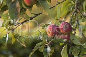 Closeup of ripe red apples on a tree with copy space. Organic, healthy fruit growing on an orchard tree branch on a sustainable farm. Details of ripened nutrition fresh produce ready for harvesting