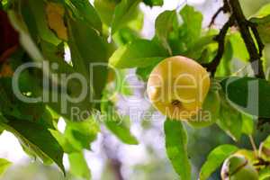 One yellow apple on an orchard tree with green leaves. Golden delicious organic fruit growing on a cultivated or sustainable farm. Healthy ripe produce hanging on a branch during harvesting season