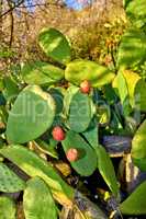 Green prickly pear cactus growing in a wilderness area with lush green foliage in a secluded national park. Vibrant and opuntia succulent trees and bushes in a remote and untouched area during summer