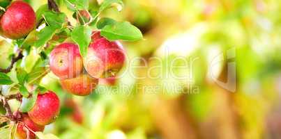 Closeup of sweet red apples growing on apple tree branch with green leaves with copy space. Healthy natural fruit cultivated on a farm to produce seasonal fresh crops. Agriculture is vital
