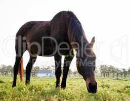 Youll never catch them not snacking. Full length shot of a horse standing and eating grass on a farm.