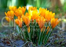Low growing crocus, stems grow underground, yellow, orange or purple flowers symbolising rebirth, change, joy and romantic devotion. Beautiful wild orange flowers growing in the forest or woods