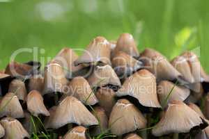 Cluster of mushrooms and bright green grass growing in a garden in spring. Bunch of poisonous fungus spreading in a field in nature on a sunny day. Ink cap or Coprinellus micaceus plant background
