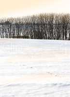 Beautiful bright white snow landscape with a row of dry trees on a cold winter day with copy space. Frozen land outdoors in nature during extreme weather near arid plants on a sunny afternoon