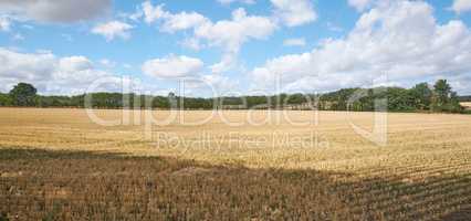 Copyspace with wheat growing on a rural farm for harvest in the countryside with cloudy sky background. Scenic landscape of ripening rye and cereal grain cultivated on a field to be milled into flour