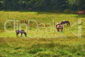 Herd of brown horses eating grass while roaming on a field in the countryside with copyspace. Stallion animals grazing on green meadow in the sun. Breeding livestock equine animals on a ranch or farm