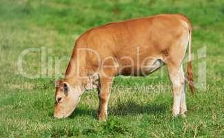 Brown calf eating and grazing on green farmland in the countryside. Cow or livestock standing on an open, empty and secluded lush grassy field or meadow. Animal in its natural pasture or environment