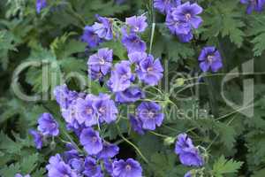 Beautiful garden flower bed on a lawn. Perennial purple cranesbill blossoms growing and thriving in spring. Colorful ornamental flowers blooming in a neat and green park or well maintained backyard