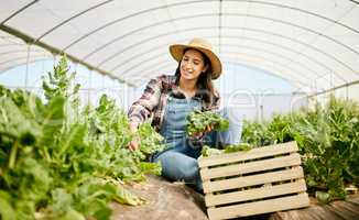 A lovely day out in the fields. a young woman harvesting crops on her farm.