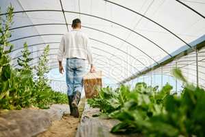 Ready to see whats on the menu. a male farmer carrying a basket of freshly harvested produce.