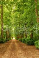 Scenic view of the forest of fresh green deciduous trees on a sunny day with a pathway in the foliage. The sight of a lush, beautiful dusty road in the jungle covered by woods on both sides.