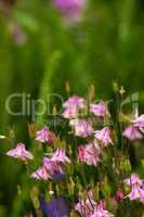 Group of vibrant, pink columbine flowers blossoming and growing in remote field or home garden. Closeup of delicate, fresh aquilegia granny bonnet plants blooming, flowering on in a backyard