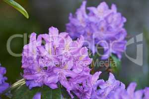 Rhododendron is a genus of 1,024 species of woody plants in the heath family, either evergreen or deciduous, and found mainly in Asia, although it is also widespread throughout the Southern Highlands of the Appalachian Mountains of North America.