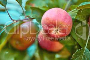 Fresh red apples on a tree in an orchard in summer. Organic fruit farming on the farm. Natural fresh red apples on a tree background with copy space. Fresh organic red ripen apples in the orchard.