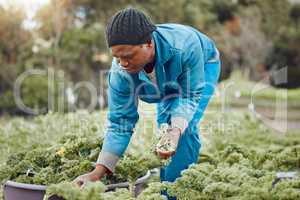 Trust your greens to deliver vital nutrients. a handsome young farmer standing alone and harvesting kale.