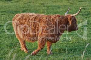 Highland cow walks on green summer field.Shaggy bovine with red fur strolling in the meadow. Side view of Isolated bull with long horns moving away from the camera.