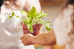 Care for her kindly. a florist giving a customer a newly purchased plant.