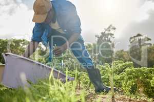 Its harvest time again. Full length shot of a male farm worker tending to the crops.