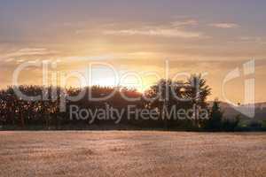 Golden sunset over sustainable crops of wheat in an open agricultural field during harvest season on a farm with copy space. Stalks of dry grain cultivated on an organic farm in the countryside