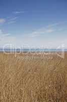 Landscape of reeds at a lake against blue sky background with copyspace by the sea. Calm marshland with wild dry grass in Kattegat, Jutland, Denmark. Peaceful and secluded fishing location in nature