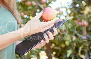 Closeup of female farm worker holding an apple and a notepad on a fruit farm during harvest season. Caucasian female farmer between apple trees on a sunny day.