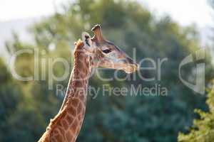 A giraffe in the wild on safari during a hot summer day. Protected wildlife in a conservation national park with wild animals in Africa. A single long neck mammal in the savannah region