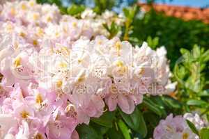 Rhododendron is a genus of 1,024 species of woody plants in the heath family, either evergreen or deciduous, and found mainly in Asia, although it is also widespread throughout the Southern Highlands of the Appalachian Mountains of North America.