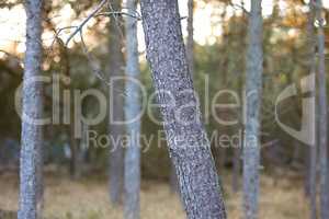Closeup of pine tree trunks in a wild forest. Nature landscape macro of tree wood with old bark texture detail for timber industry. Lots of thin slim trees in an empty eco friendly environment
