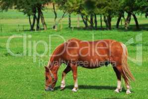 Beautiful brown horse grazing grassland pasturage on a farm during a summer day. Mammal feeding on lush green grass with trees or nature in the background. Animal standing in a green meadow or field