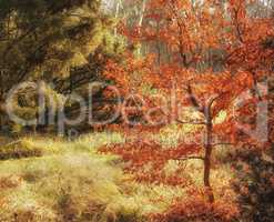 Magical and secluded forest in autumn. A mysterious paradise in a quiet and secret part of nature. Trees, bushes and foliage thriving and growing in a brightly lit woods during the fall season.