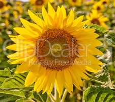 Mammoth russian sunflowers growing in a field or botanical garden on a bright day. Closeup of helianthus annuus with vibrant yellow petals blooming in spring. Beautiful plants blossoming in a meadow