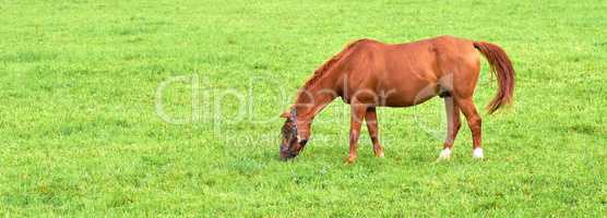 Brown baby horse eating grass from a lush green meadow with copyspace on a sunny day. Hungry purebred chestnut foal or pony grazing freely alone outdoors. Breeding livestock on a rural farm or ranch