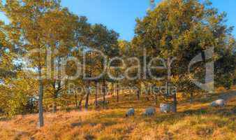 A flock of sheep outdoors on a farm grazing on pasture, meadow, and grass during Autumn. Animals feeding in nature on farmland close to trees on a sunny day. Livestock on a large piece of land