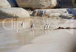 Group of penguins in shallow sea water with copy space. Landscape of a colony of endangered flightless birds, black footed or Cape penguin species at a sandy Boulders Beach in Cape Town, South Africa